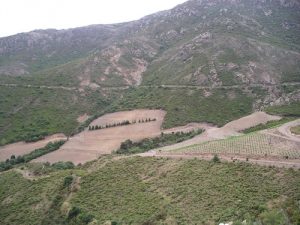 AMENAGEMENT DE VIGNOBLES : VIGNOBLE DES COUMEILLES / VIGNE COUPE FEU BANYULS SUR MER / VIGNOBLE DU CHATEAU DE JAU